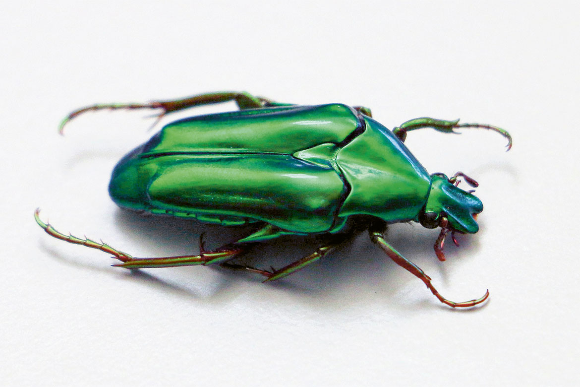 Le secret des couleurs irisées des scarabées - Horizons