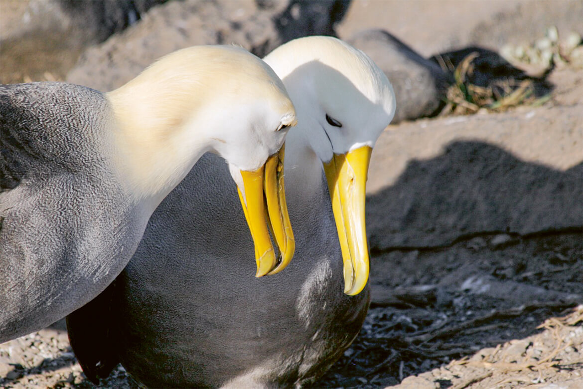 Ein Paar Galapagos-Albatrosse in trauter Zweisamkeit, die bei ihnen ein Leben lang anhält. | Bild: Wikimedia Commons/Hjalmar Gislason