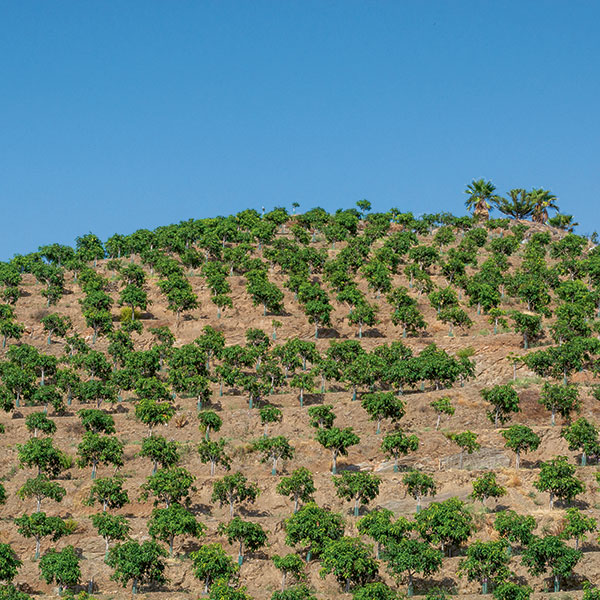 Avocadoplantagen in Andalusien.