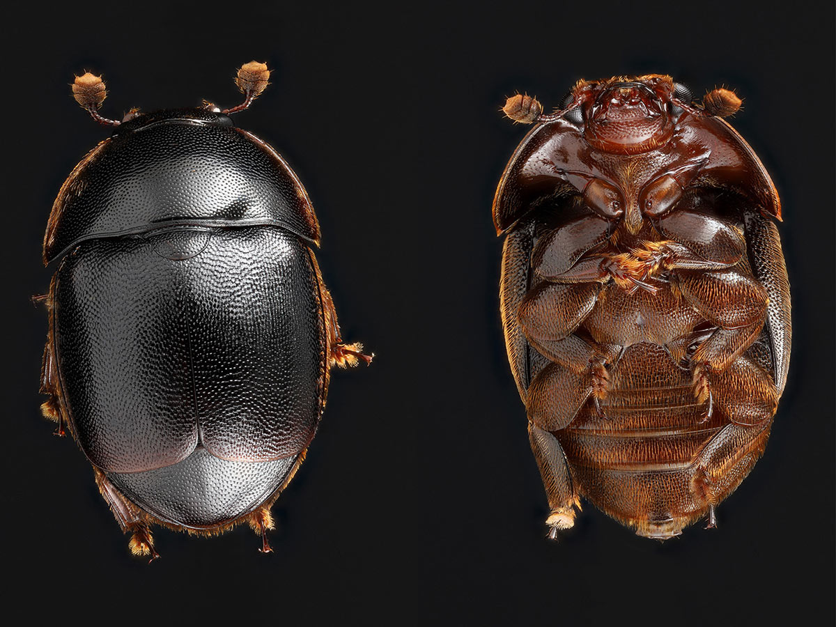 A photo of the small hive beetle.